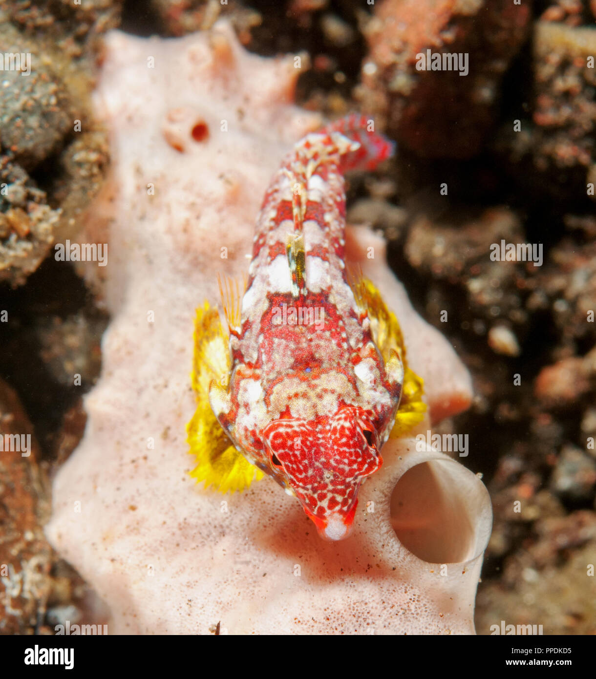 Dragonet Synchiropus sp., Bali Indonésie. Banque D'Images