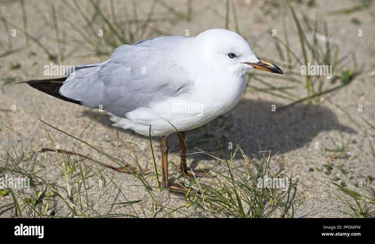 Jeune Australienne Mouette debout sur le sable, posant pour la caméra, gros plan. Banque D'Images