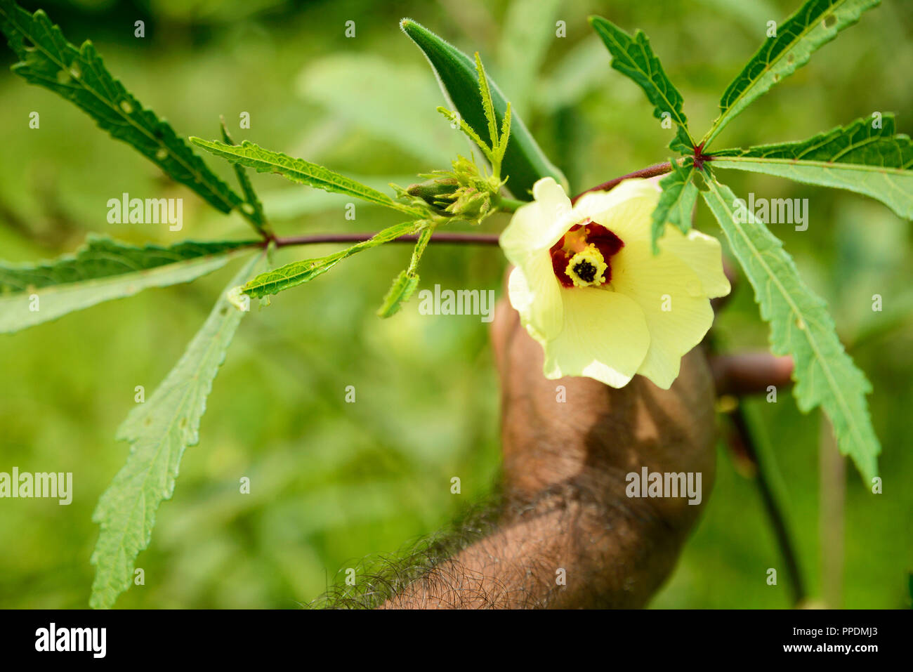 Agriculteur montrant Lady finger (mesdames doigt)Flower Banque D'Images