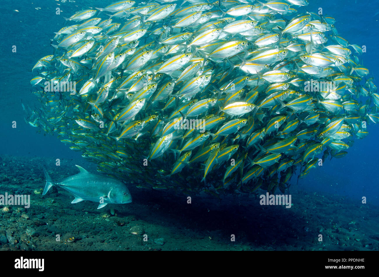 Géant, Caranx ignobilis, prédateurs sur Smoothtail leptalopsis les carangues, Selaroides, Bali Indonésie. Banque D'Images