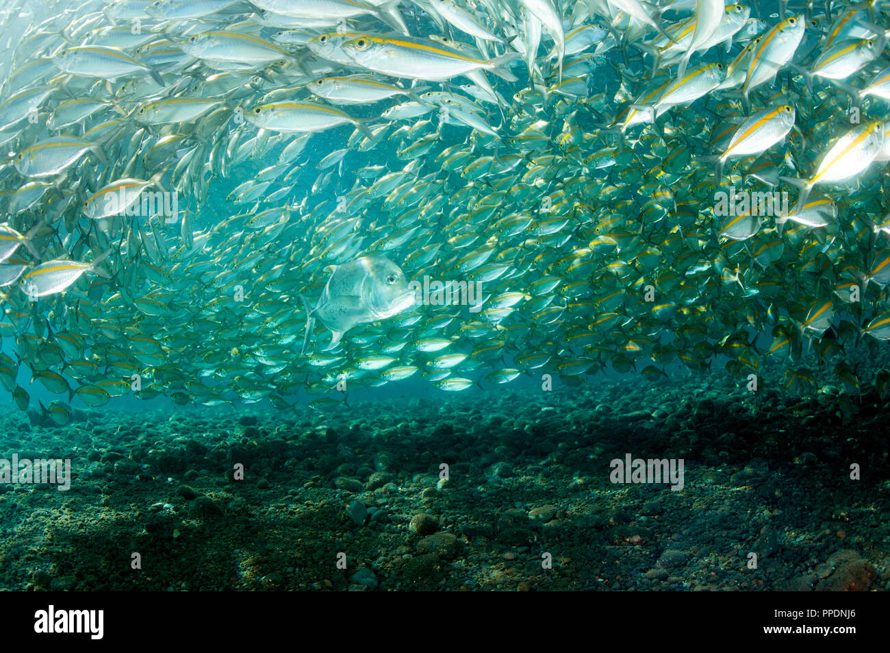 Géant, Caranx ignobilis, prédateurs sur Smoothtail leptalopsis les carangues, Selaroides, Bali Indonésie. Banque D'Images