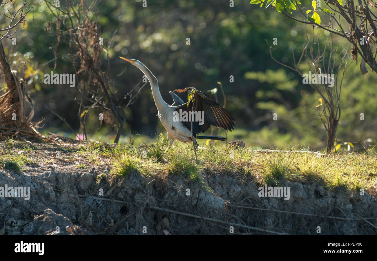 Australasian Darter Anhinga novaehollandiae, sécher ses ailes au soleil, Mary River Wetlands, Katherine, Territoire du Nord, Australie Banque D'Images