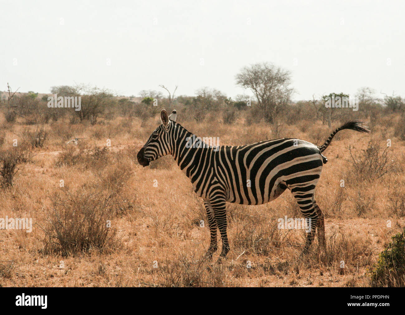 Le Kenya, l'Est de Tsavo - zèbres dans leur réserver Banque D'Images