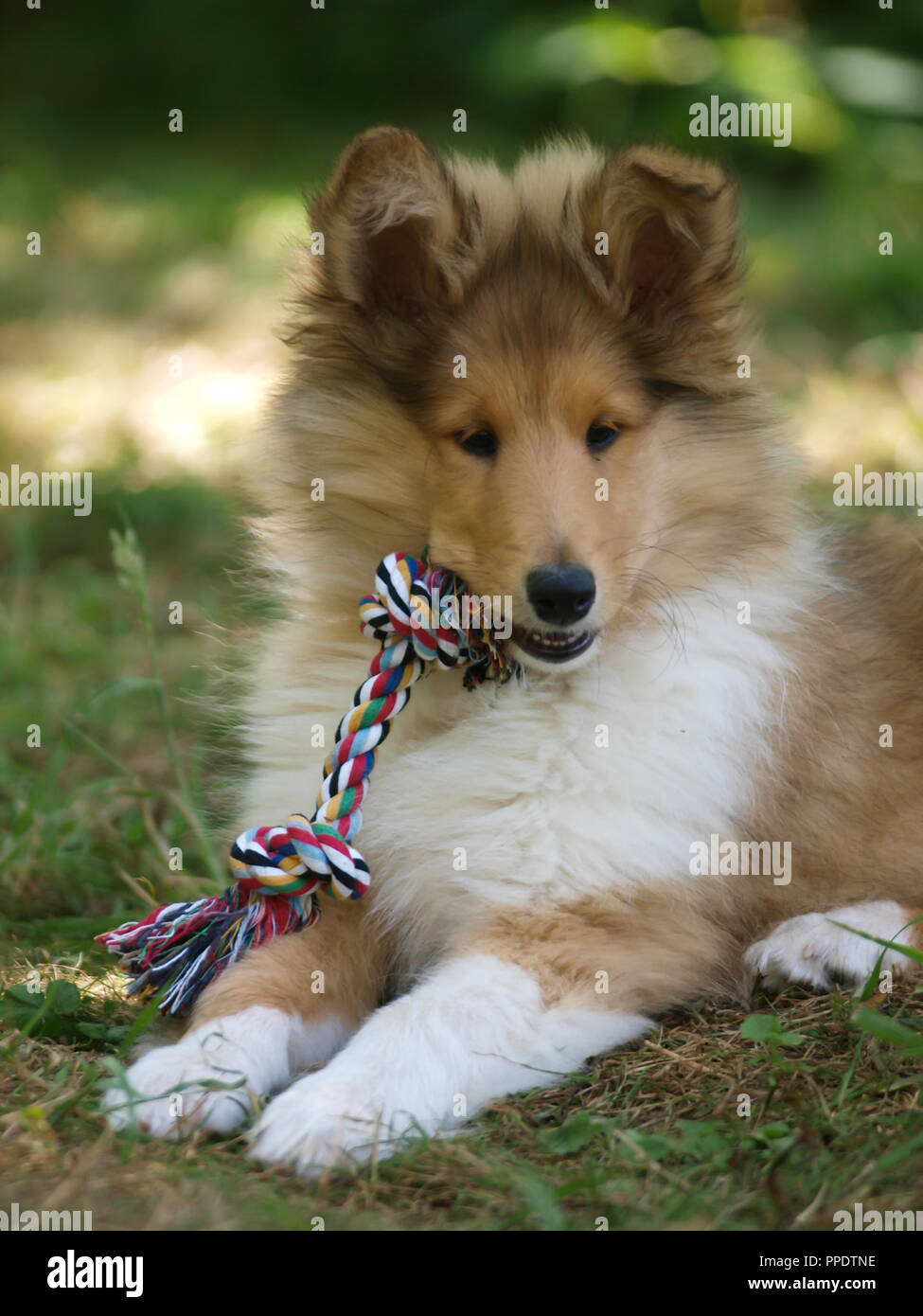 Un Mignon Chiot Colley Joue Avec Un Jouet Dans Le Jardin Photo Stock Alamy Un Mignon Chiot Colley Joue Avec Un Jouet Dans Le Jardin Photo Stock Alamy