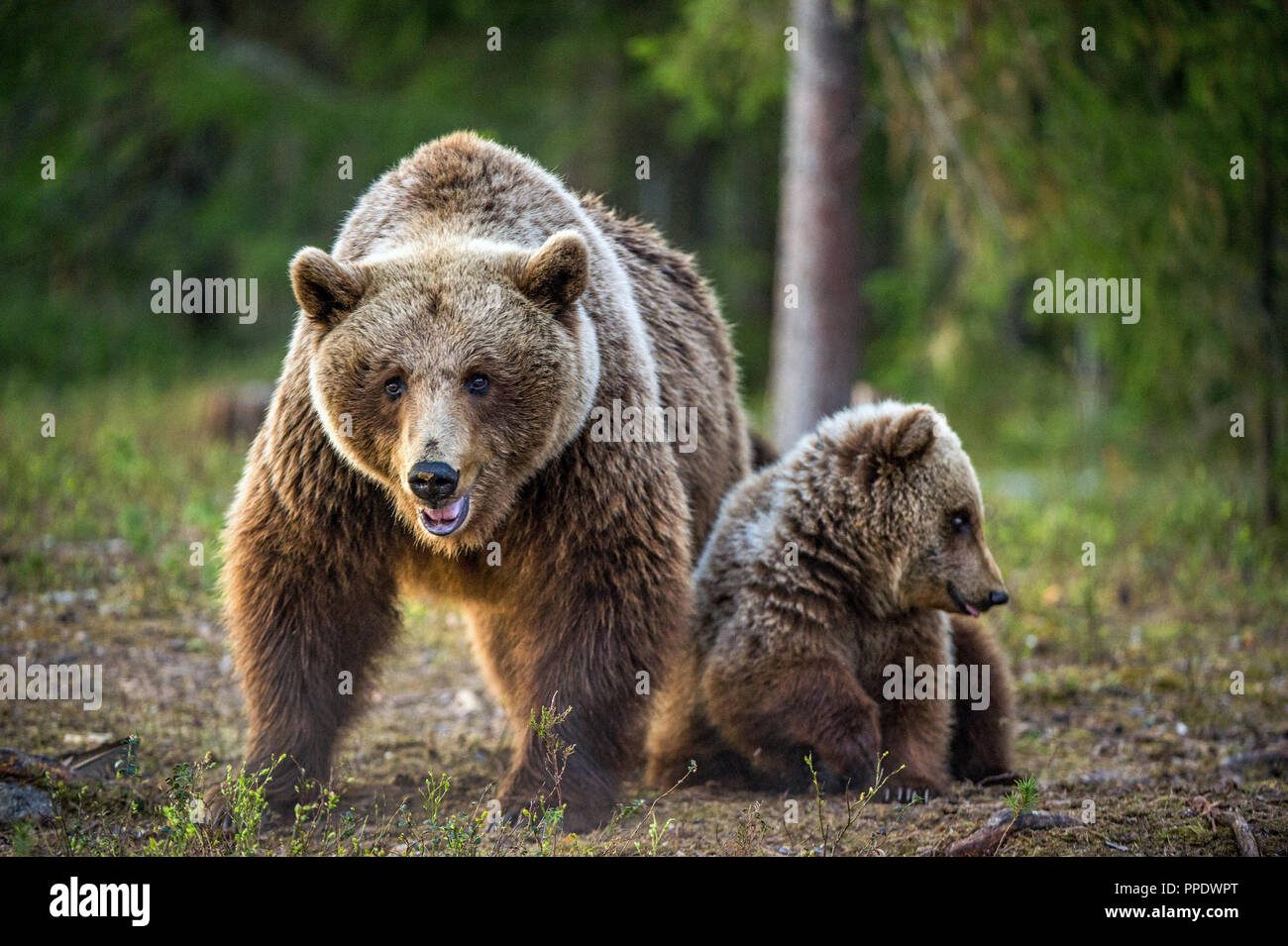 Elle-ours et ours-cub. Cub et femelles adultes de l'ours brun dans la forêt, à l'heure d'été. Nom scientifique : Ursus arctos. Banque D'Images