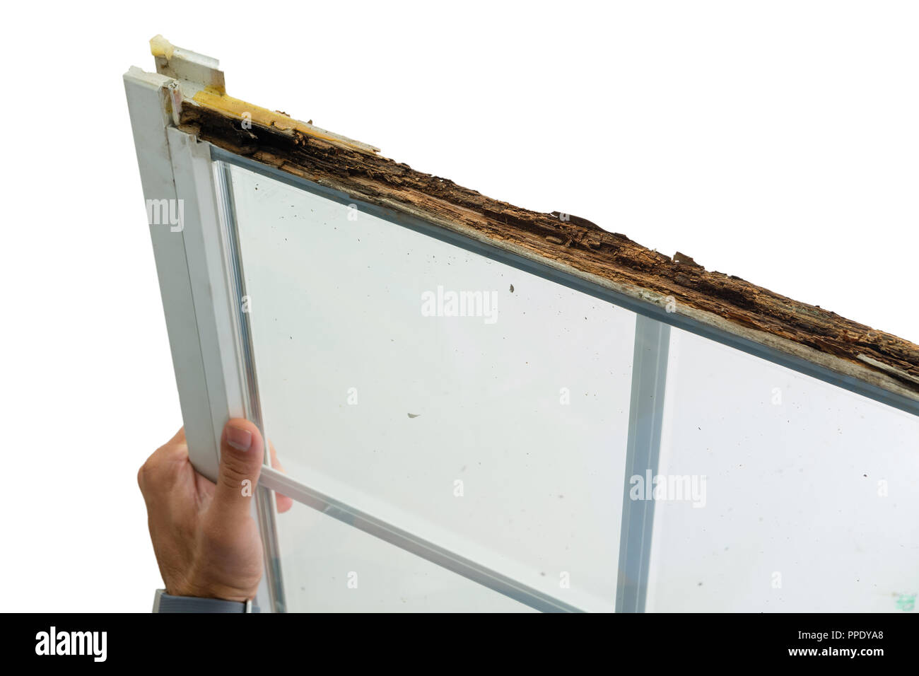Homme tenant une vitrine endommagée avec pourriture humide dans le haut de l'armature en bois lors du remplacement en préparation pour l'hiver sur fond blanc Banque D'Images