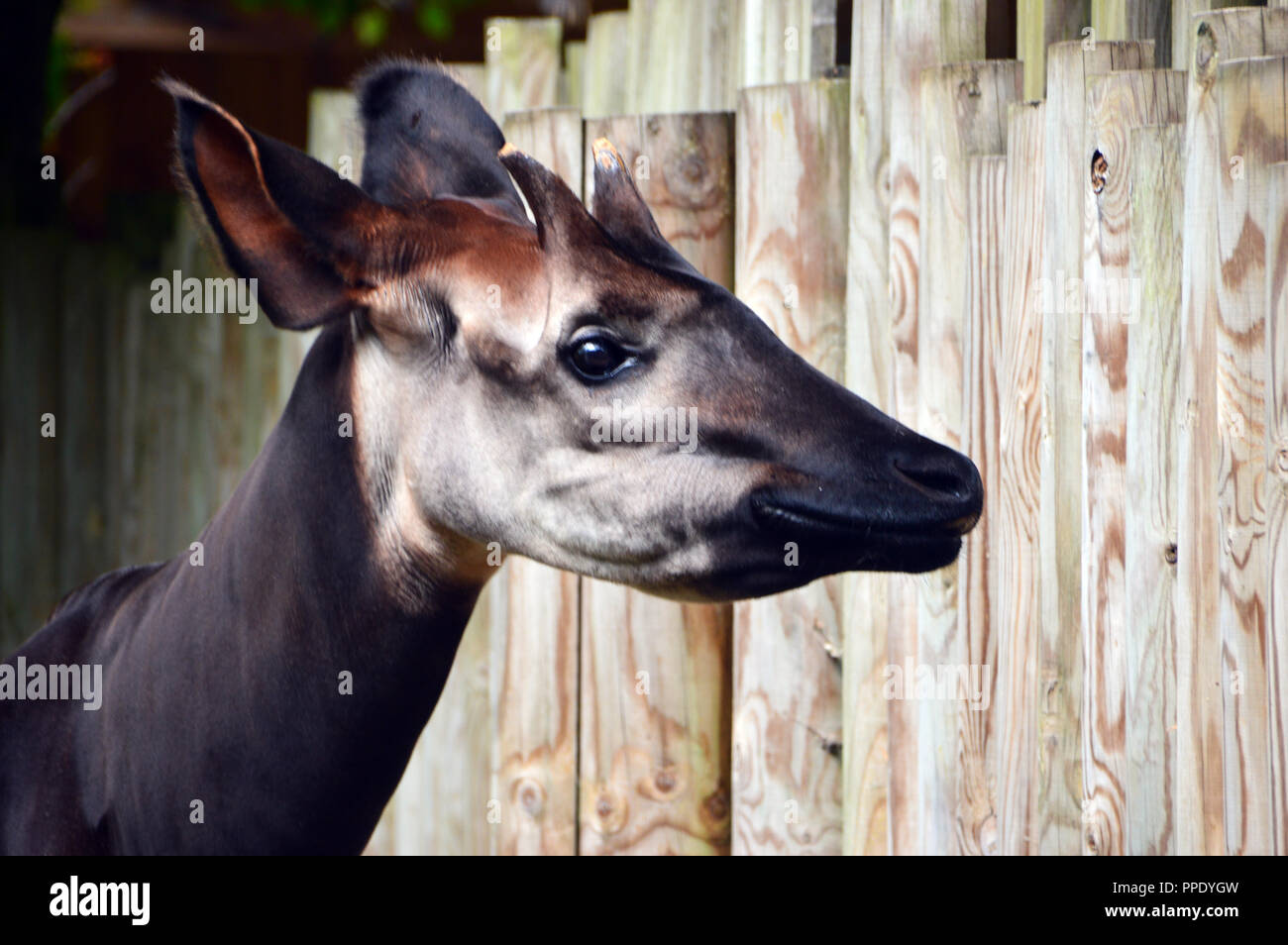 Une Famille (Okapi Okapia johnstoni) dans son enclos au Zoo de Chester. Banque D'Images