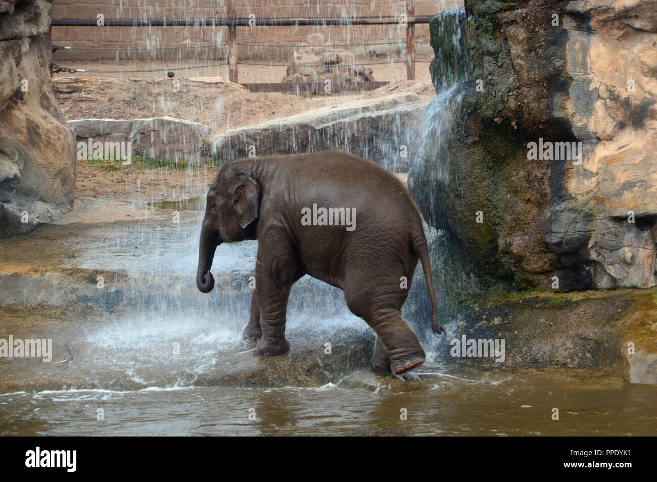 Un jeune éléphant d'Asie (Elephas maximus) de prendre une douche sous une cascade dans son enclos au Zoo de Chester. Banque D'Images