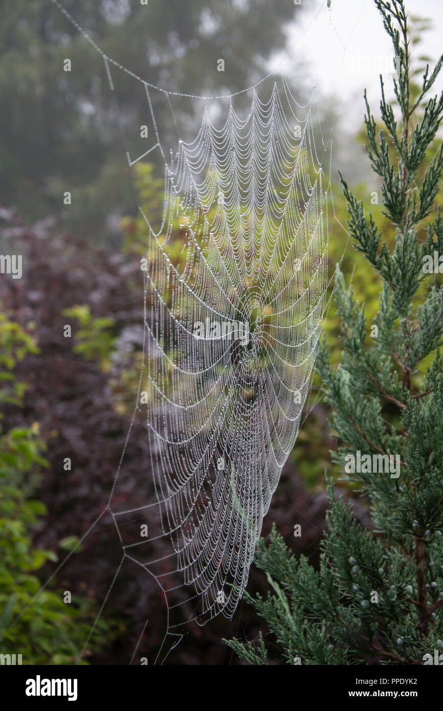 Belle araignée recroquevillés avec gouttes de rosée, réparties entre des buissons dans un jardin Banque D'Images