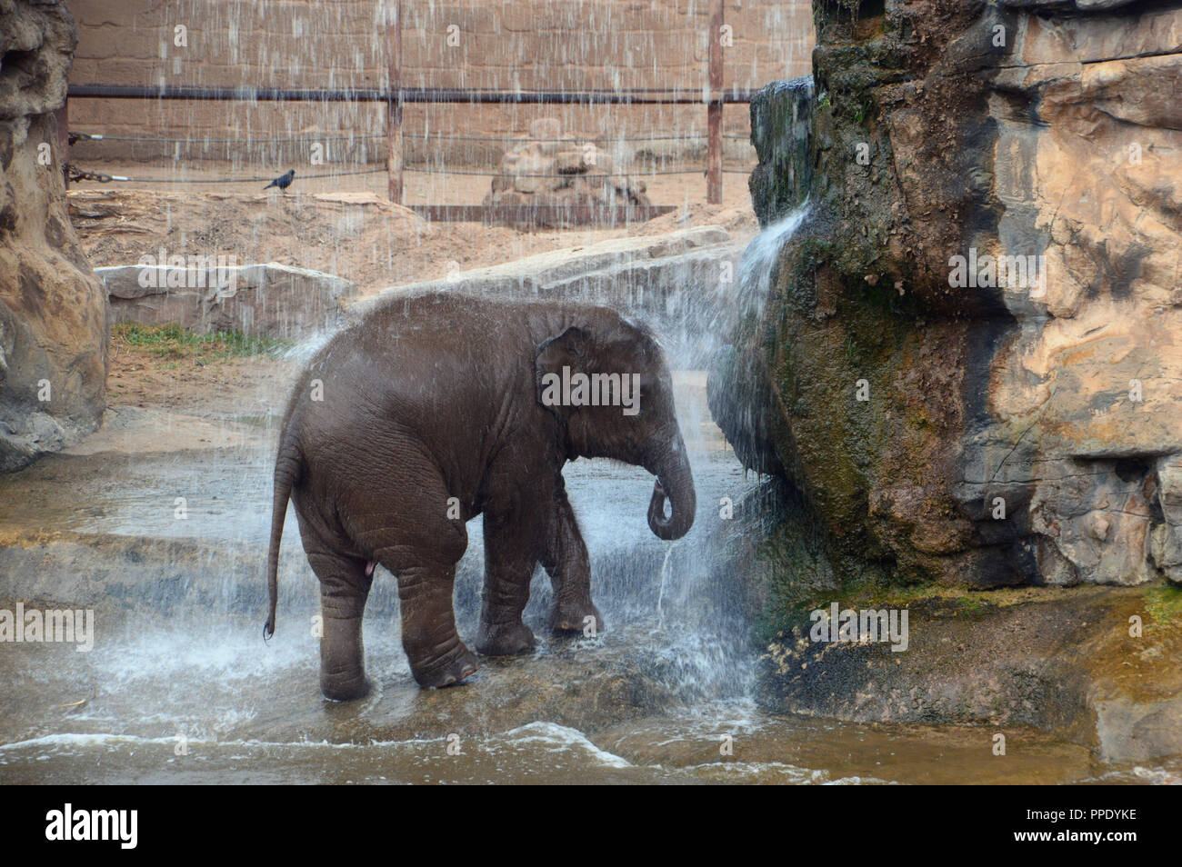 Un jeune éléphant d'Asie (Elephas maximus) de prendre une douche sous une cascade dans son enclos au Zoo de Chester. Banque D'Images