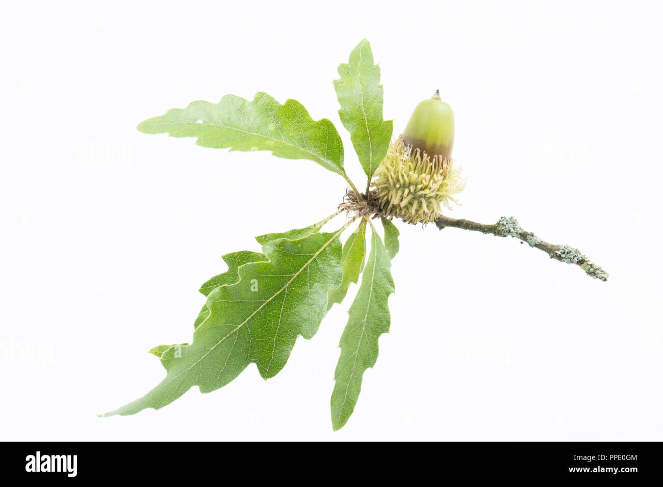 Un gland de la Turquie, Quercus cerris, photographié sur un fond blanc. Le chêne de la Turquie a été introduit au Royaume-Uni au début du 18e siècle comi Banque D'Images