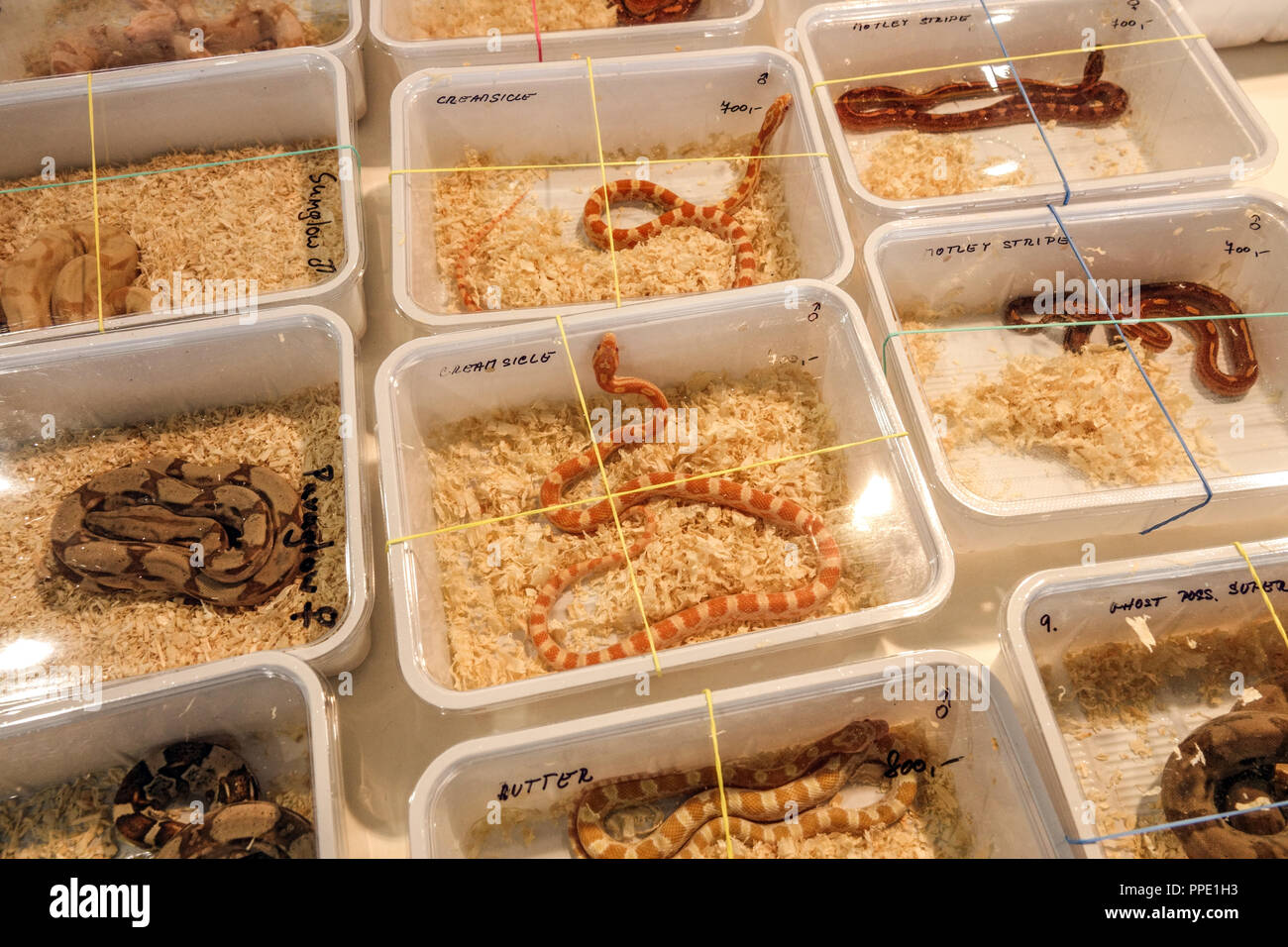 Vente d'animaux de terrarium dans les boîtes en plastique sur le marché -  divers reptiles, serpents, Prague, République Tchèque Photo Stock - Alamy