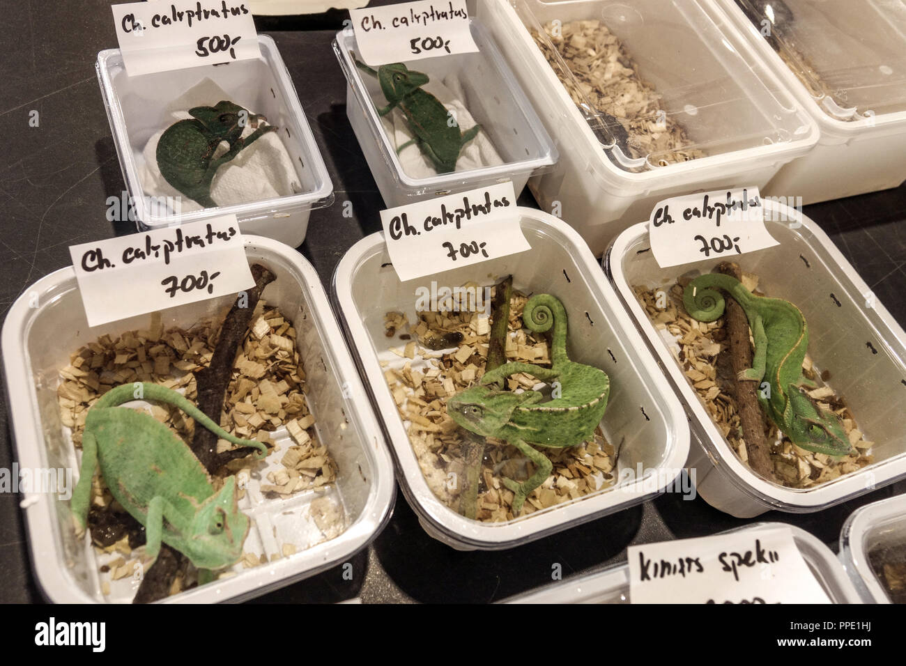 Vente d'animaux de terrarium dans les boîtes en plastique sur le marché - veiled chameleon Chamaeleo calyptratus, Prague, République Tchèque Banque D'Images