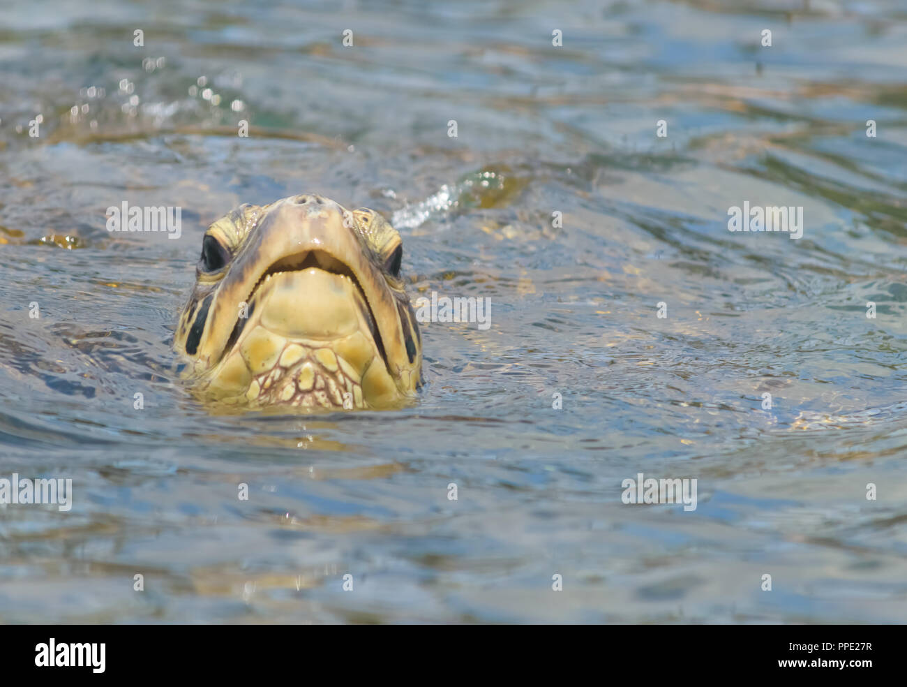 Une grande tortue de mer vertes surfaces pour l'air dans les eaux peu profondes chaudes Napili Beach près de Kapalua sur l'île de Maui, Hawaii Banque D'Images