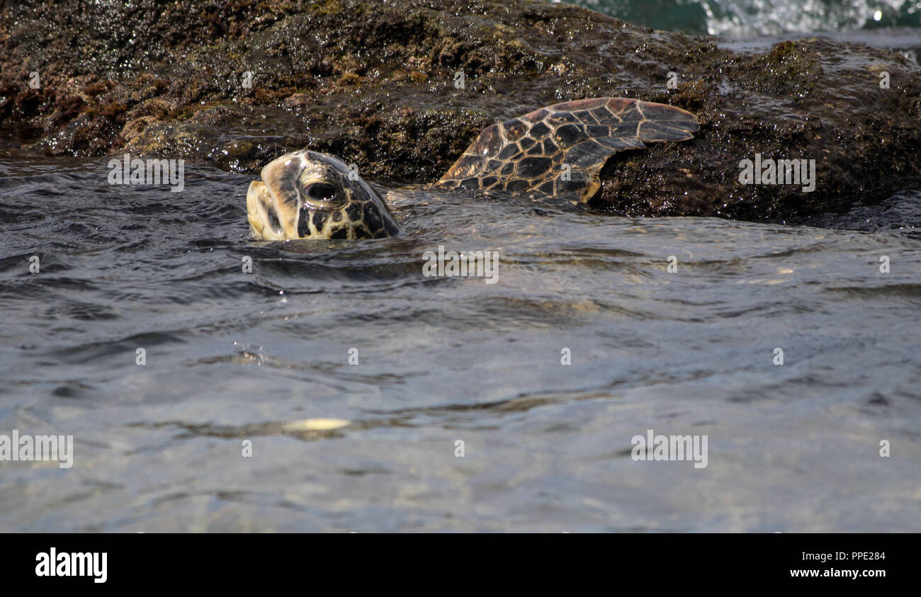 Un adorable bébé tortue de mer verte prend une pause d'algues de nourriture dans les eaux peu profondes et chaudes Napili Beach sur l'île de Maui. Banque D'Images Un adorable bébé tortue de mer verte prend une pause d'algues de nourriture dans les eaux peu profondes et chaudes Napili Beach sur l'île de Maui. Banque D'Images