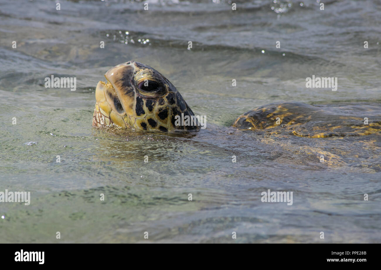 Une grande tortue de mer vertes surfaces pour l'air dans les eaux peu profondes chaudes Napili Beach près de Kapalua sur l'île de Maui, Hawaii Banque D'Images