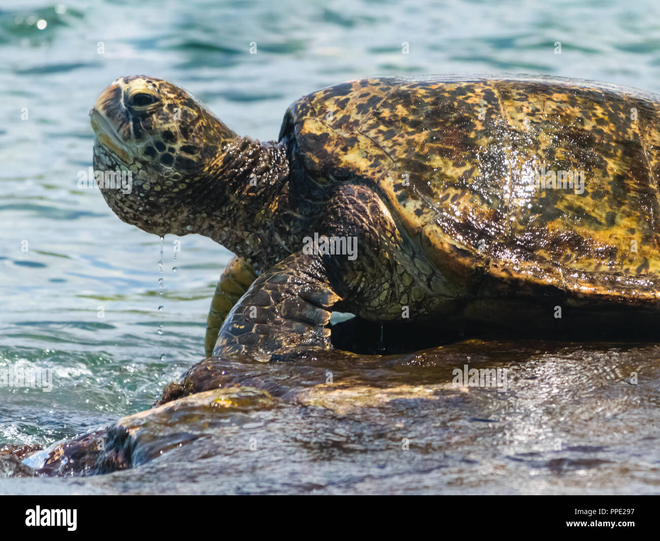 Une grande tortue de mer verte prend une pause d'algues dans l'alimentation des petits fonds rocheux Napili Bay près de Kapalua sur l'île de Maui. Banque D'Images