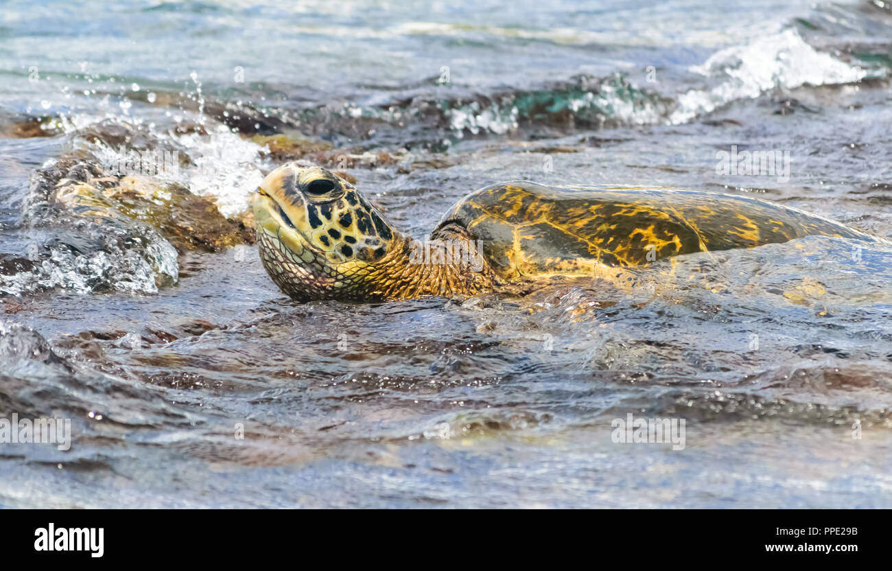 Une grande tortue de mer verte de fourrages pour les algues dans les eaux de marée piscines Napili Beach à proximité du complexe de Kapalua sur l'île de Maui, Hawaii. Banque D'Images Une grande tortue de mer verte de fourrages pour les algues dans les eaux de marée piscines Napili Beach à proximité du complexe de Kapalua sur l'île de Maui, Hawaii. Banque D'Images