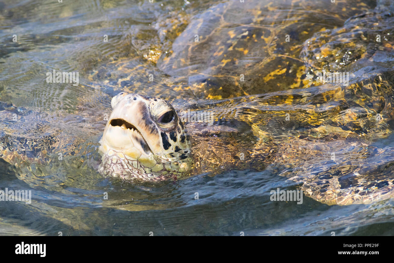 Une grande tortue de mer vertes surfaces pour l'air dans les eaux peu profondes chaudes Napili Beach près de Kapalua sur l'île de Maui, Hawaii Banque D'Images Une grande tortue de mer vertes surfaces pour l'air dans les eaux peu profondes chaudes Napili Beach près de Kapalua sur l'île de Maui, Hawaii Banque D'Images