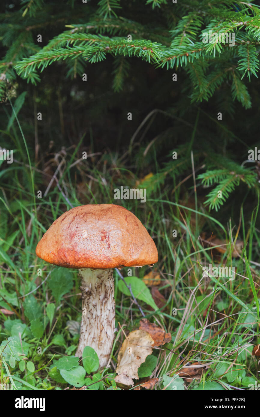 Poing rouge Noble se développe sous l'arbre dans la forêt au début de l'automne Banque D'Images