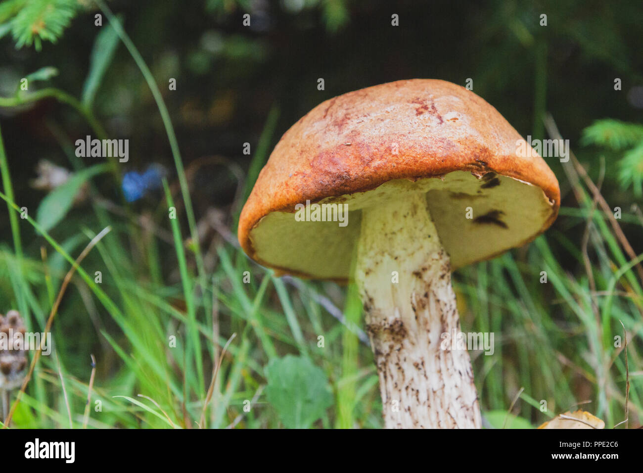 Poing rouge Noble se développe sous l'arbre dans la forêt au début de l'automne Banque D'Images