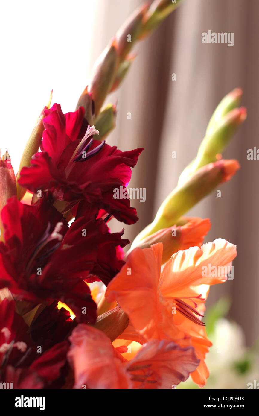 Bouquet de gladioluses et pêche rouge fond délicat Banque D'Images