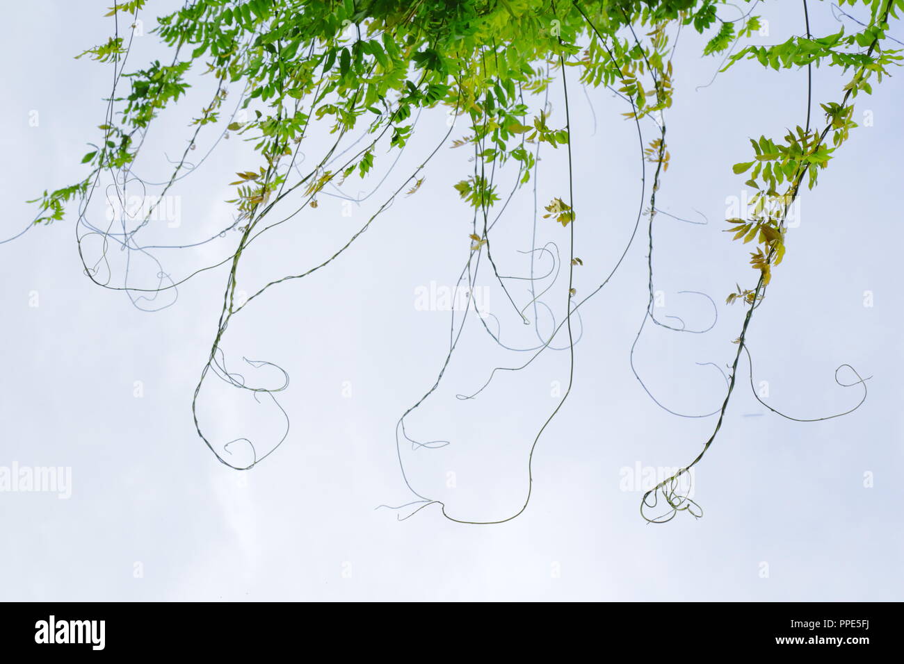 Rameaux de l'usine de glycines en été Banque D'Images