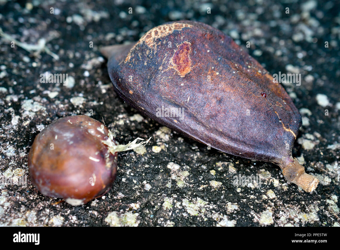Graines séchées tropical pod Banque D'Images