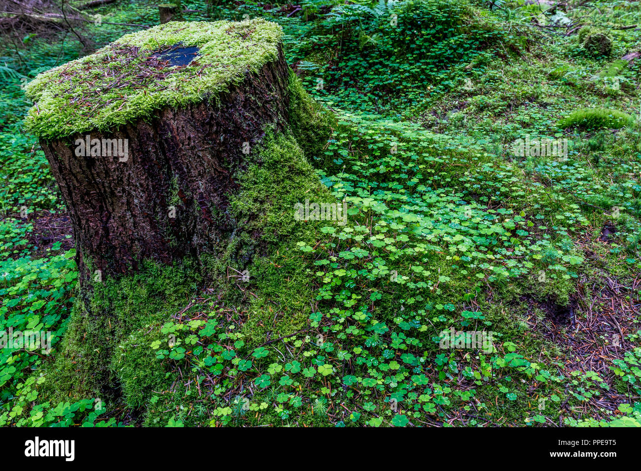 L'oxalide sur un sol forestier. Banque D'Images