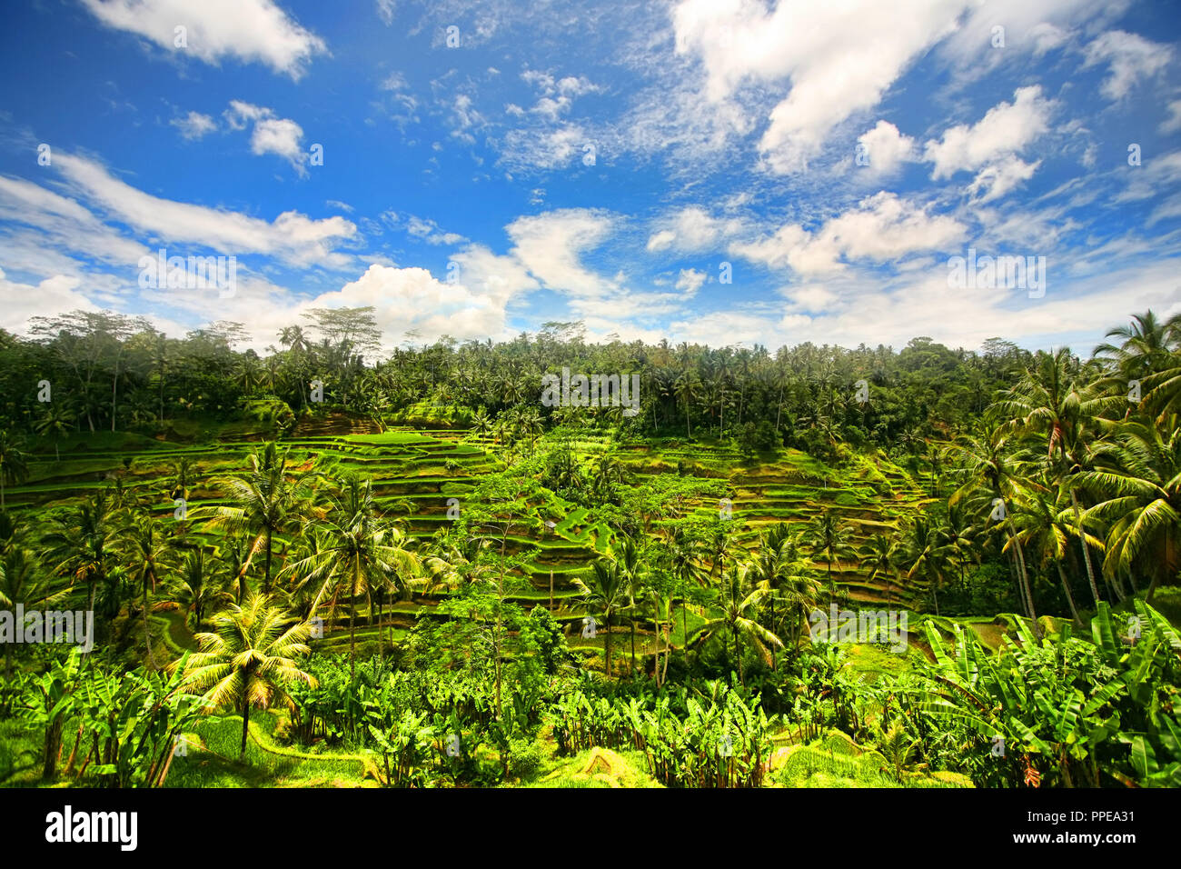 Plantation de riz dans l'après-midi nuageux. Bali, Indonésie Banque D'Images