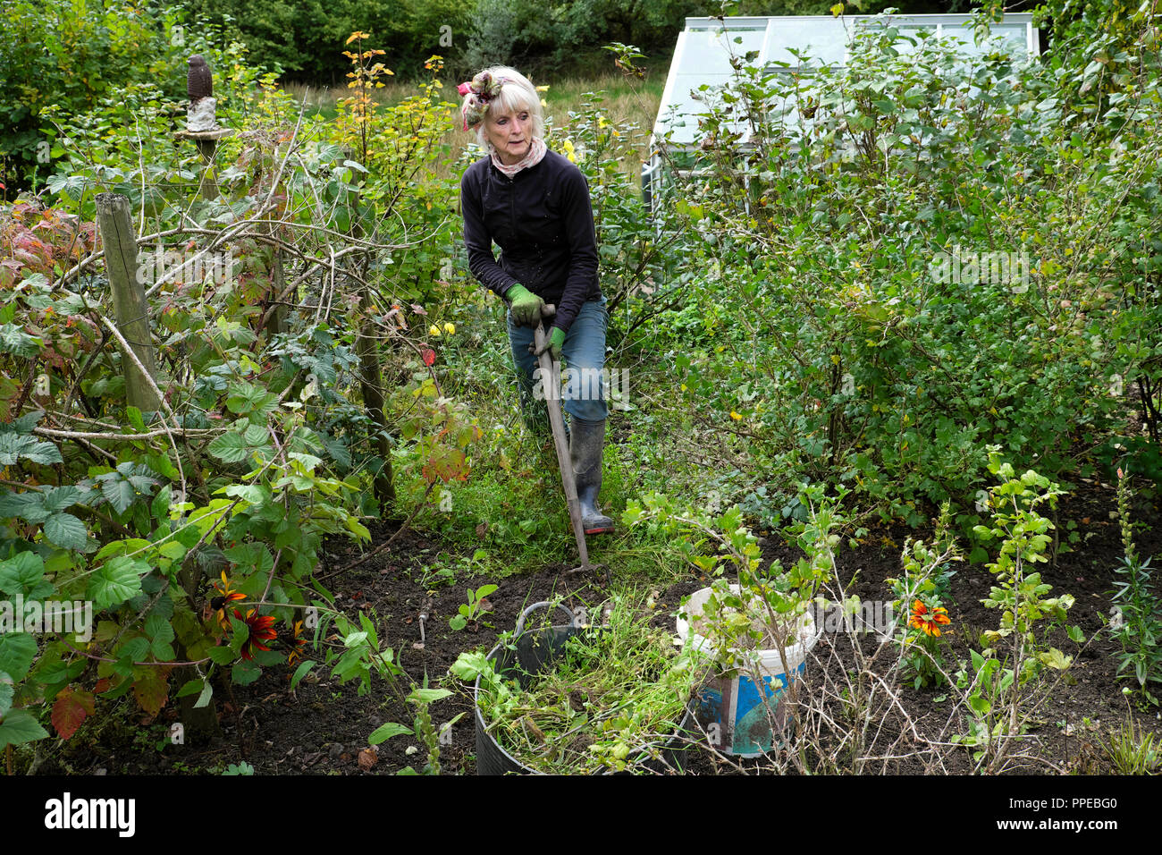 Femme aînée élégante désherbant des arbustes à fruits mous et utilisant la fourchette creusant le jardin de fleurs de légumes de sol en automne septembre Grande-Bretagne KATHY DEWITT Banque D'Images
