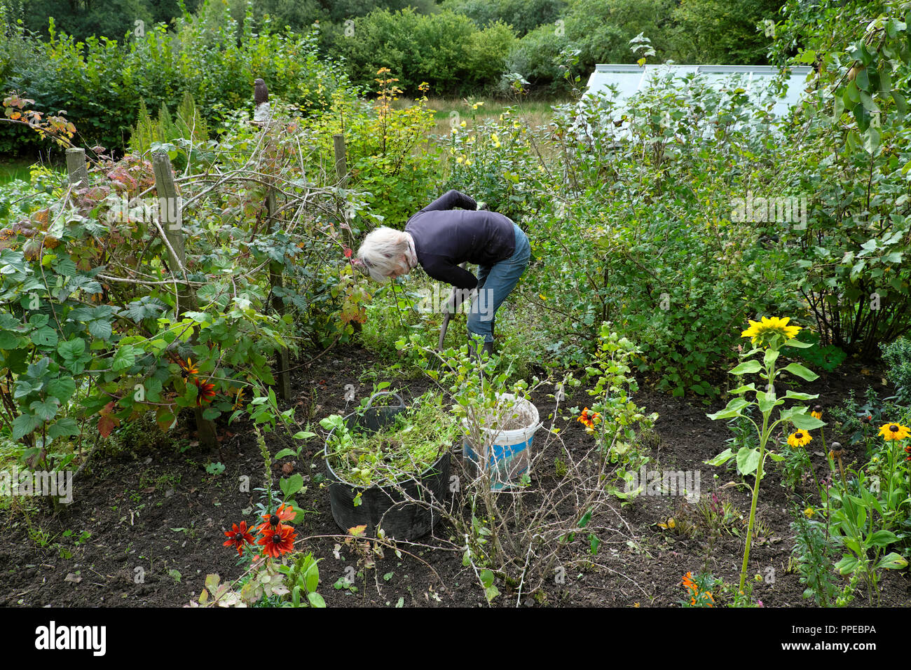 Femme âgée mature qui creuse et désherbage dans un jardin de fruits et de fleurs à légumes en automne Carmarthenshire West Wales UK KATHY DEWITT Banque D'Images