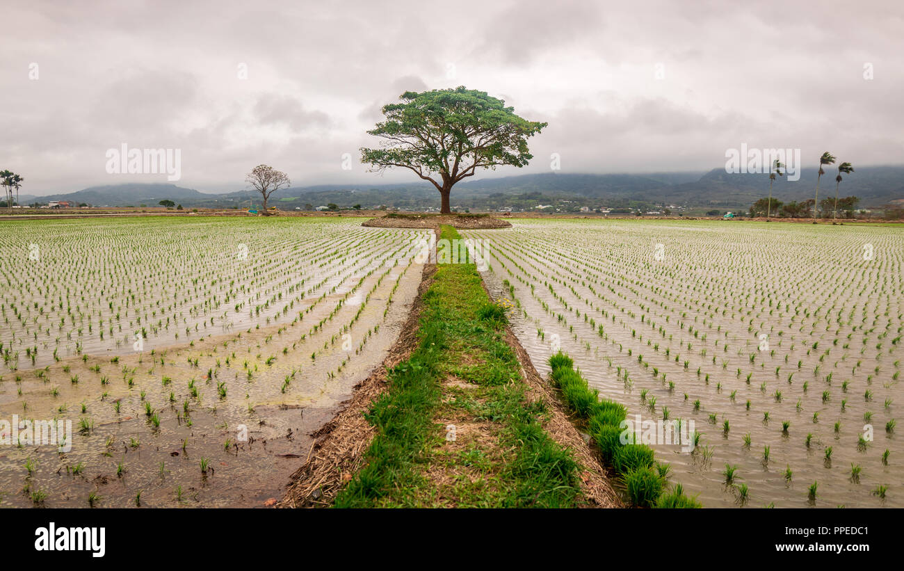 Arbre isolé dans un champ de riz, le comté de Taitung, Taïwan Banque D'Images