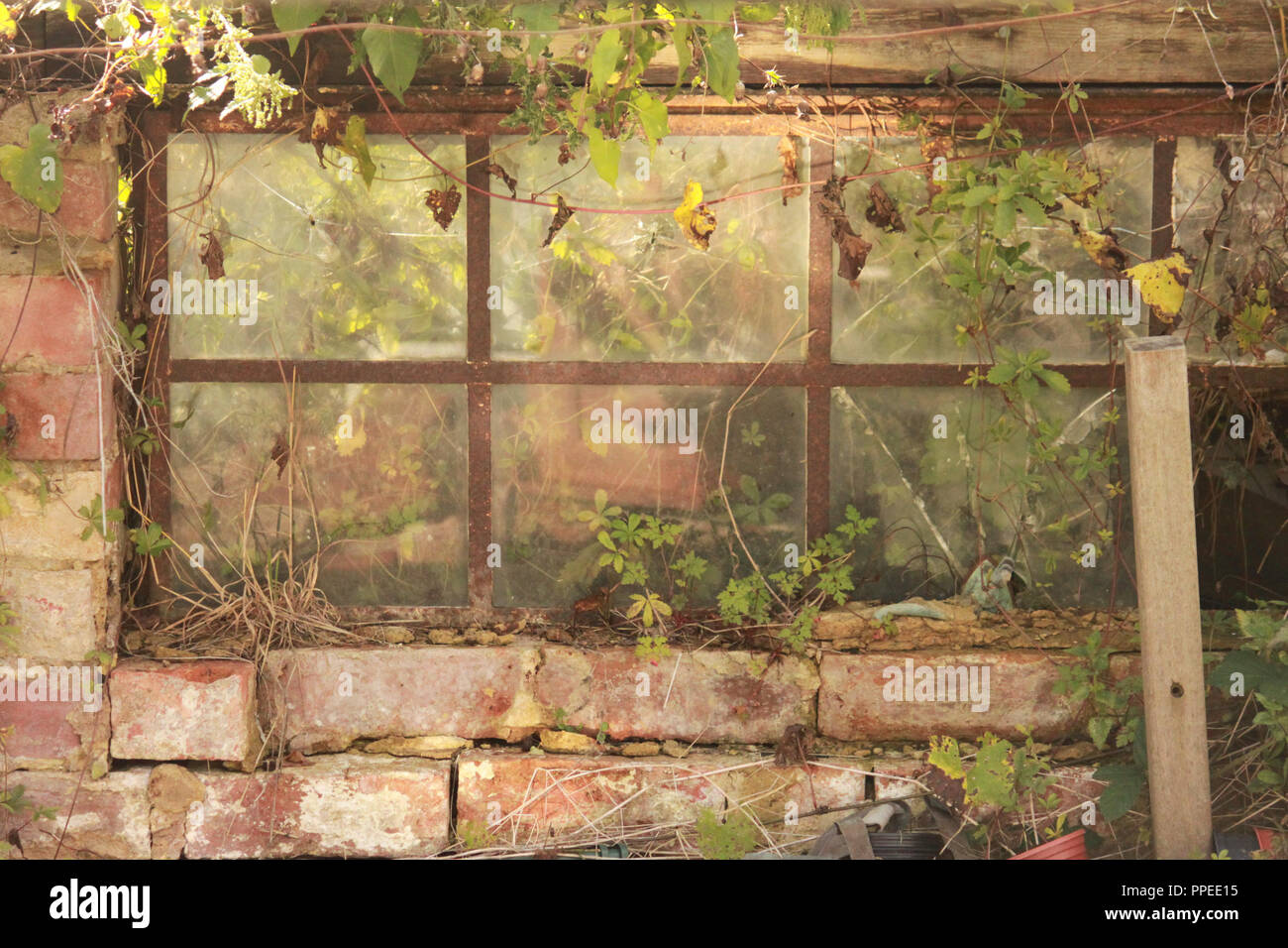 Volet de fenêtre fissuré surrouded de briques et de verdure. Banque D'Images