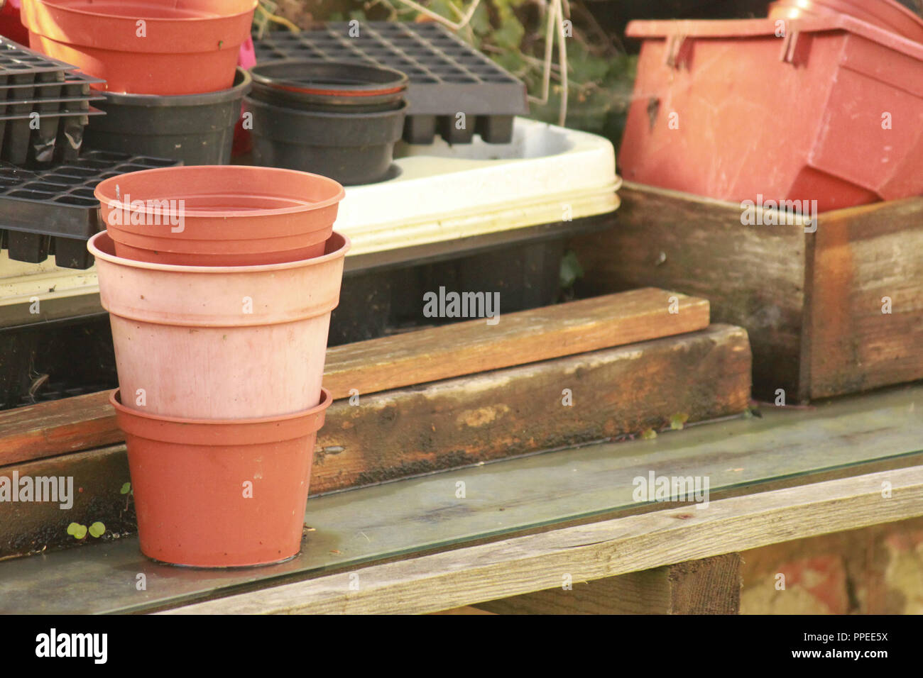 Cache-pots empilés dans une serre sur une planche en bois. Banque D'Images