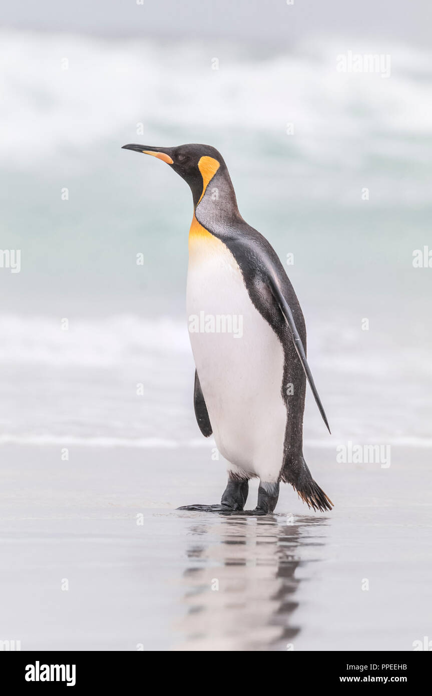 Un roi solitaire Penguin sur la plage. Banque D'Images