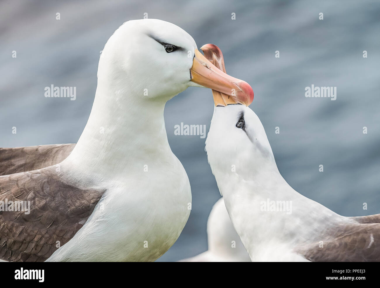 Grand Oiseau Marin Photos Grand Oiseau Marin Images Alamy