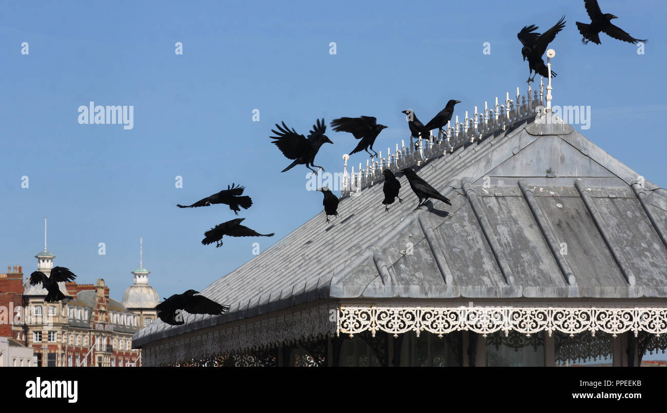 Oiseaux volant noir autour de toit orné contre le ciel bleu Banque D'Images