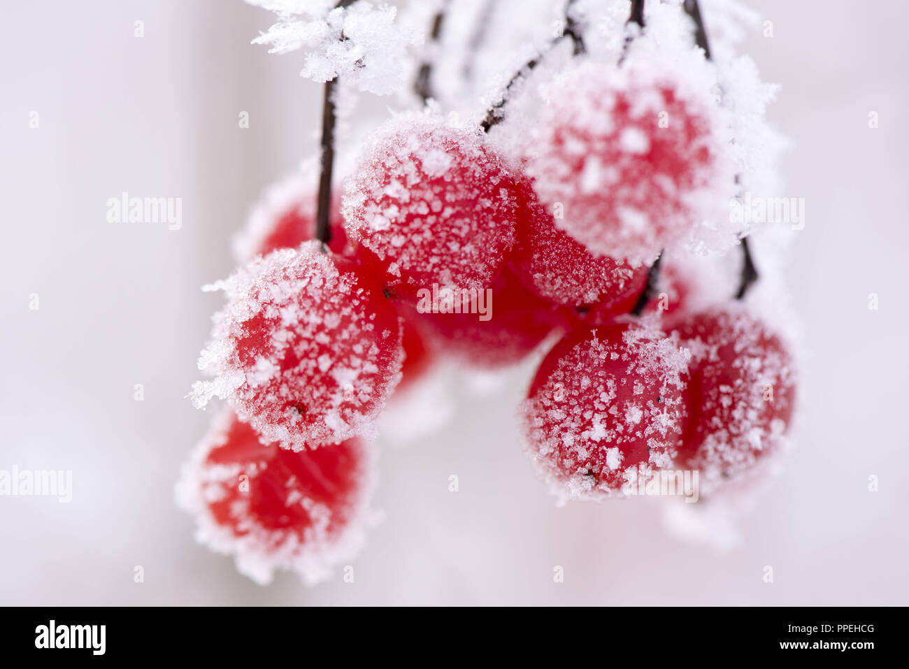 Rime sur les plantes dans le froid Banque D'Images