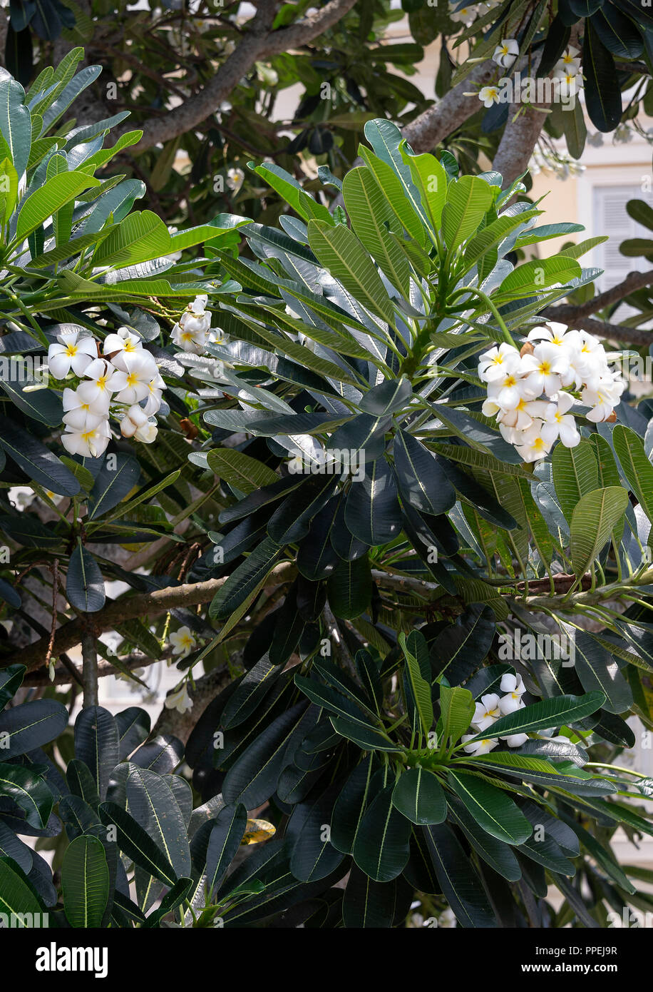 Libre de belles fleurs de frangipanier blanc et jaune sur un arbre en Asie Singapour Raffles Square Banque D'Images
