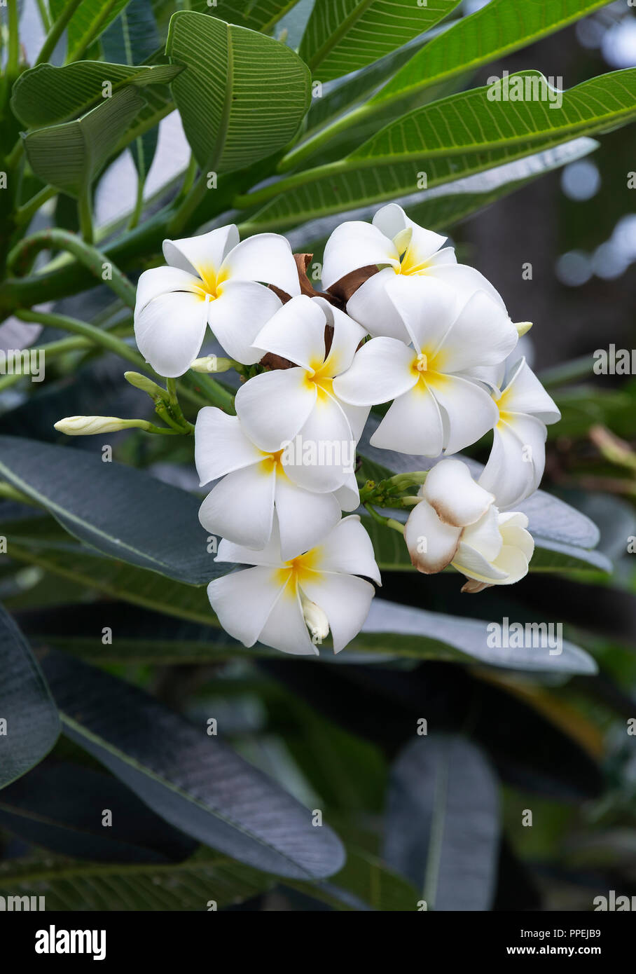 Libre de belles fleurs de frangipanier blanc et jaune sur un arbre en Asie Singapour Raffles Square Banque D'Images