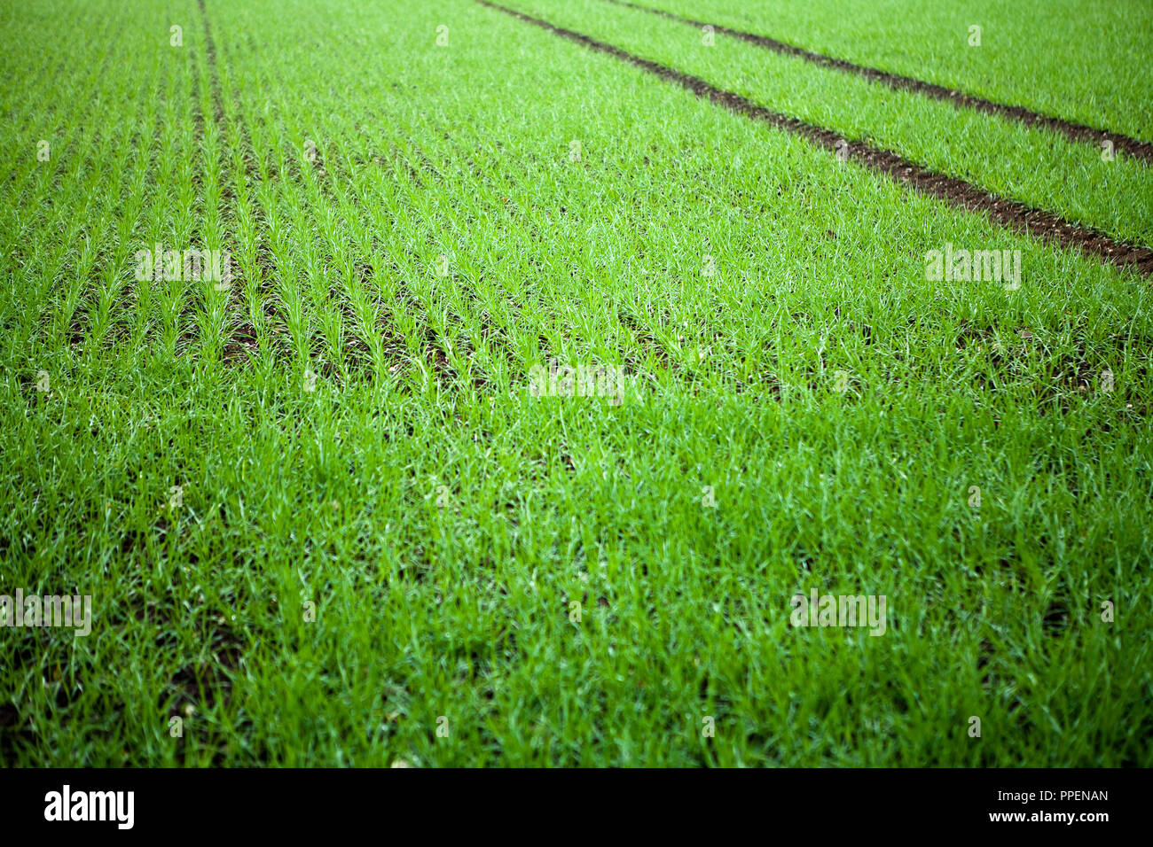 Champ arable verte avec empreinte de tracteur dans le nord de Munich. Banque D'Images