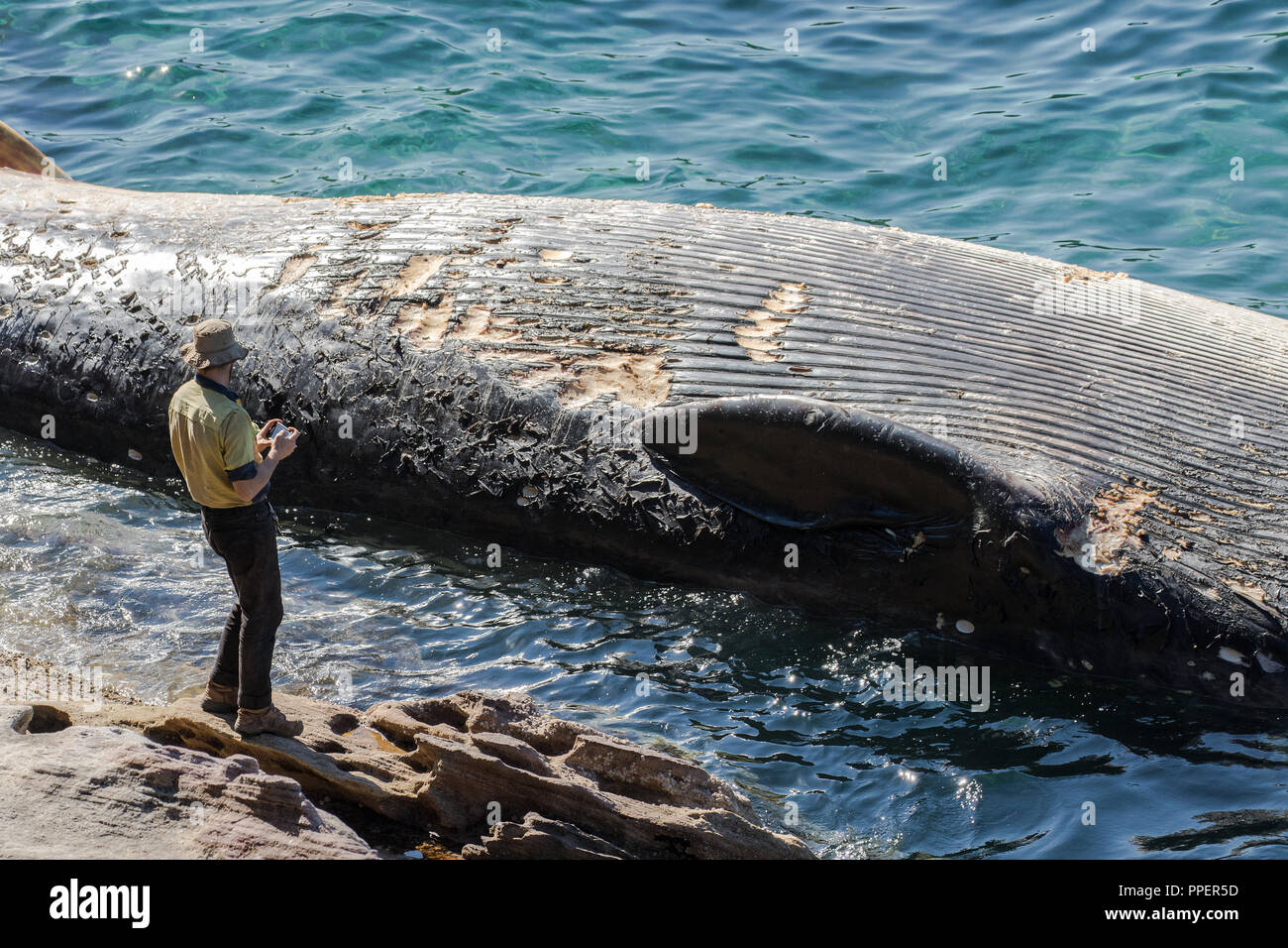 Personne debout à côté des baleines rorqual mort Banque D'Images