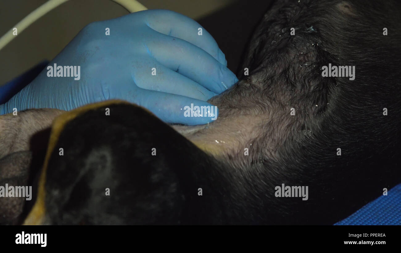 Médecin vétérinaire fait une échographie d'un chien. Chien sur le diagnostic de l'ultrason dans une clinique vétérinaire. L'échographie médicale de chien. Banque D'Images