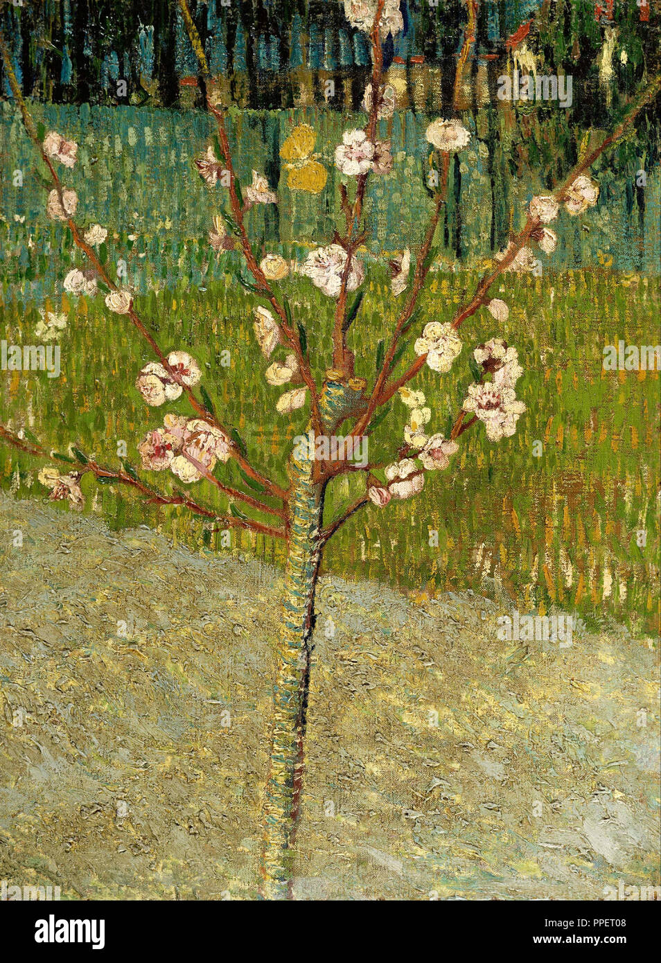 Amandier en fleurs. Date/Période : Avril 1888 - 1888. La peinture. Huile sur toile. Auteur : Vincent VAN GOGH. Banque D'Images
