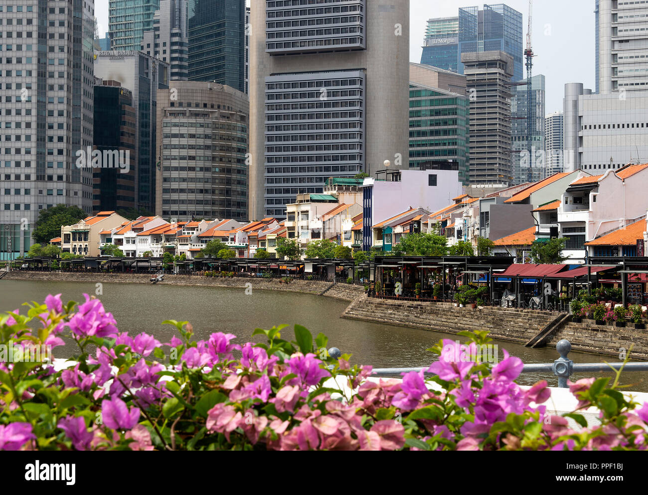 Boat Quay avec le quartier des gratte-ciel en arrière-plan par la rivière Singapour et de premier plan de bougainvilliers pourpres bractées florales Banque D'Images