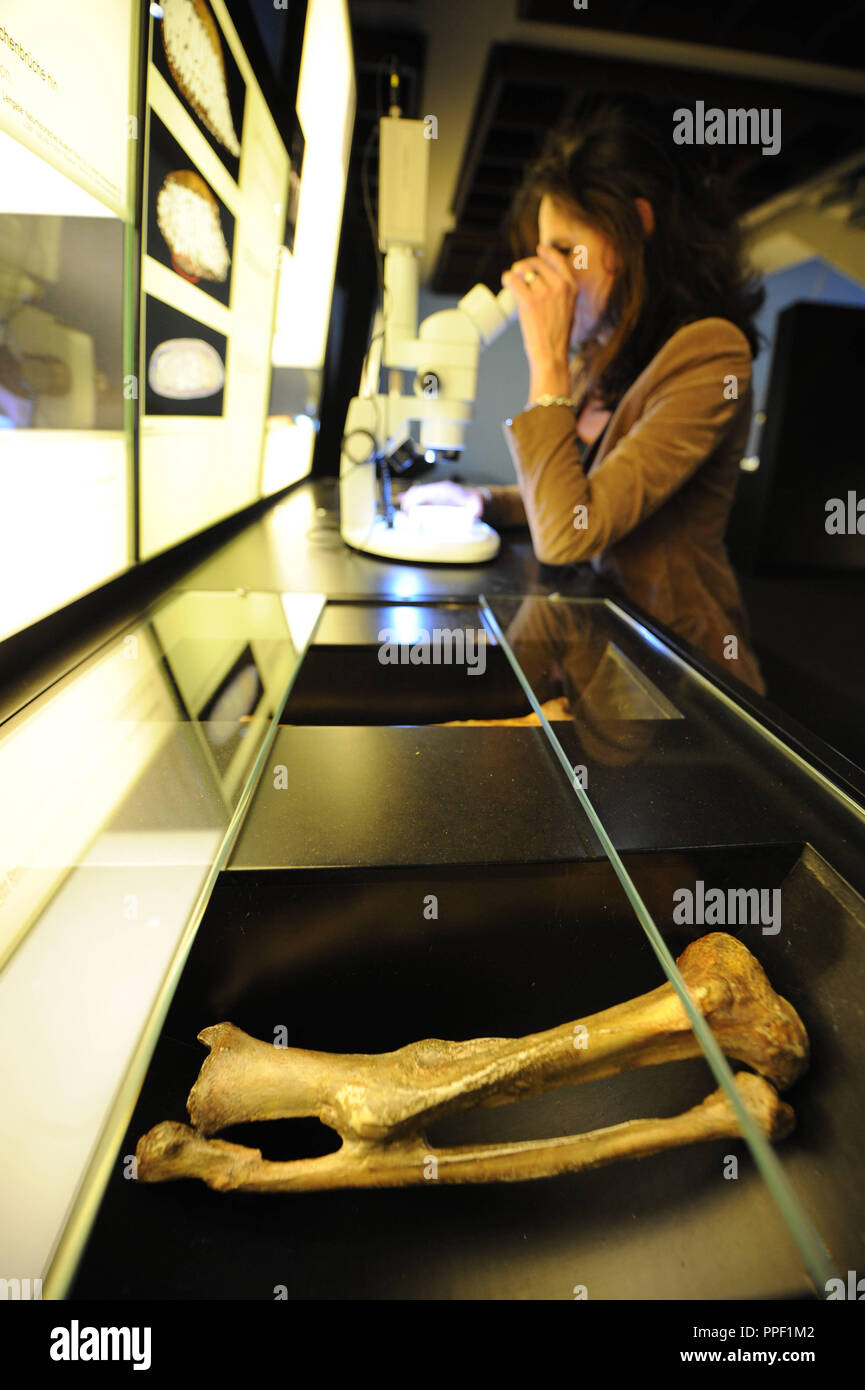 Les derniers préparatifs en vue de l'exposition 'Ötzi 2.0 - Actualités sur la glace maman' à l'État de Bavière Collection archéologique à Munich, Allemagne Banque D'Images