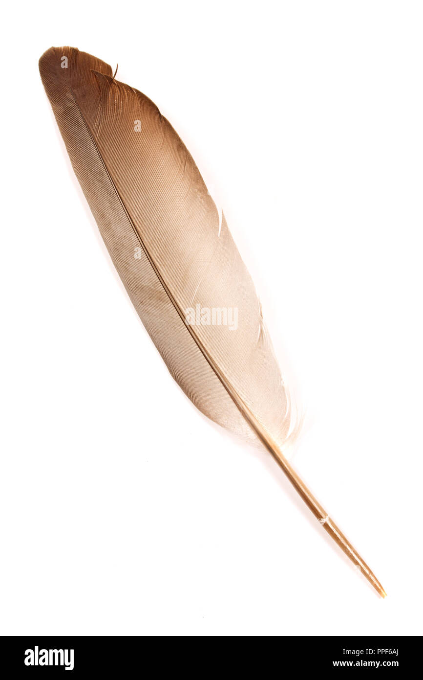 Feather isolé sur fond blanc Banque D'Images