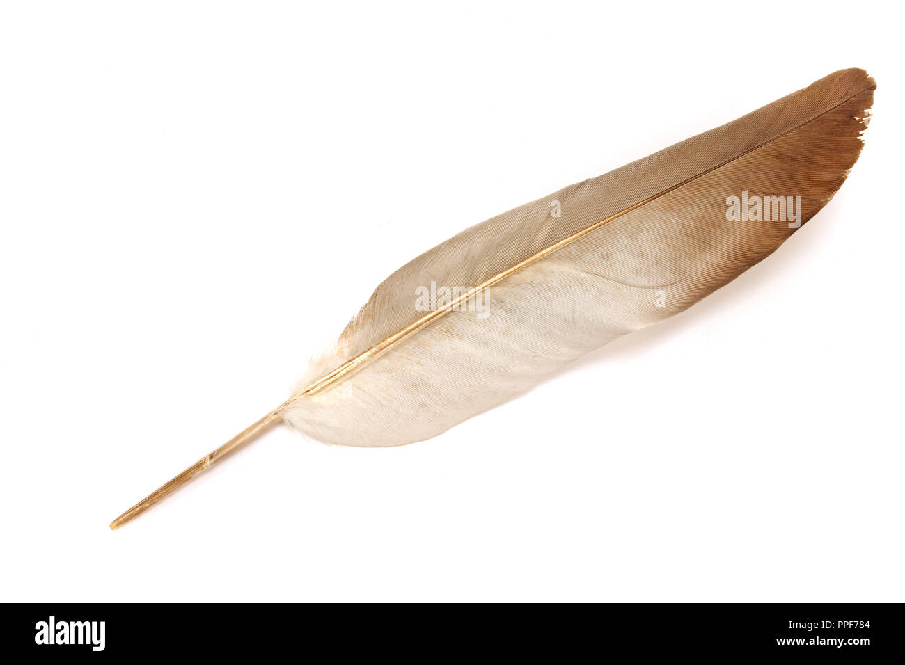 Feather isolé sur fond blanc Banque D'Images