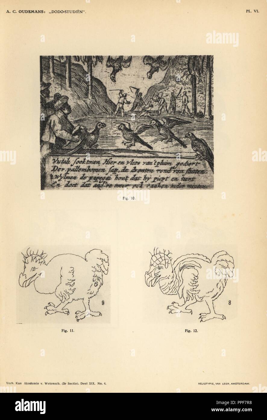 Dodos et perroquets chassés en France 1602 de Willem van West-Zanen's Journal, et d'exemplaires de Salomon le livre blanc de Savery dodo par Abraham et Jan de Wees, 1651 et Gillis Joosten Saeghman, 1665. Heliotype par Van Leer de Cornelis Oudemans' Dr Anthonie Études Dodo, Amsterdam, Johannes Muller, 1917. Banque D'Images